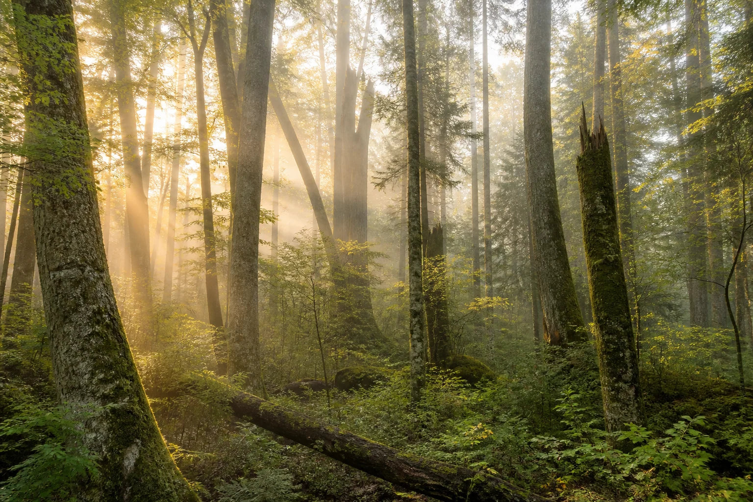 Motivvorschau „Waldkathedrale im Morgennebel“ für Küchenrückwand