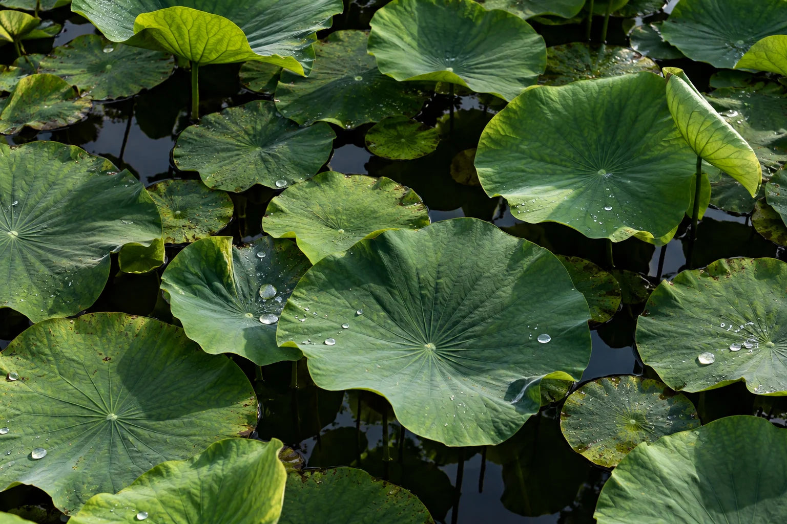 Motivvorschau „Lotusblätter über ruhigem Wasser“ für Küchenrückwand