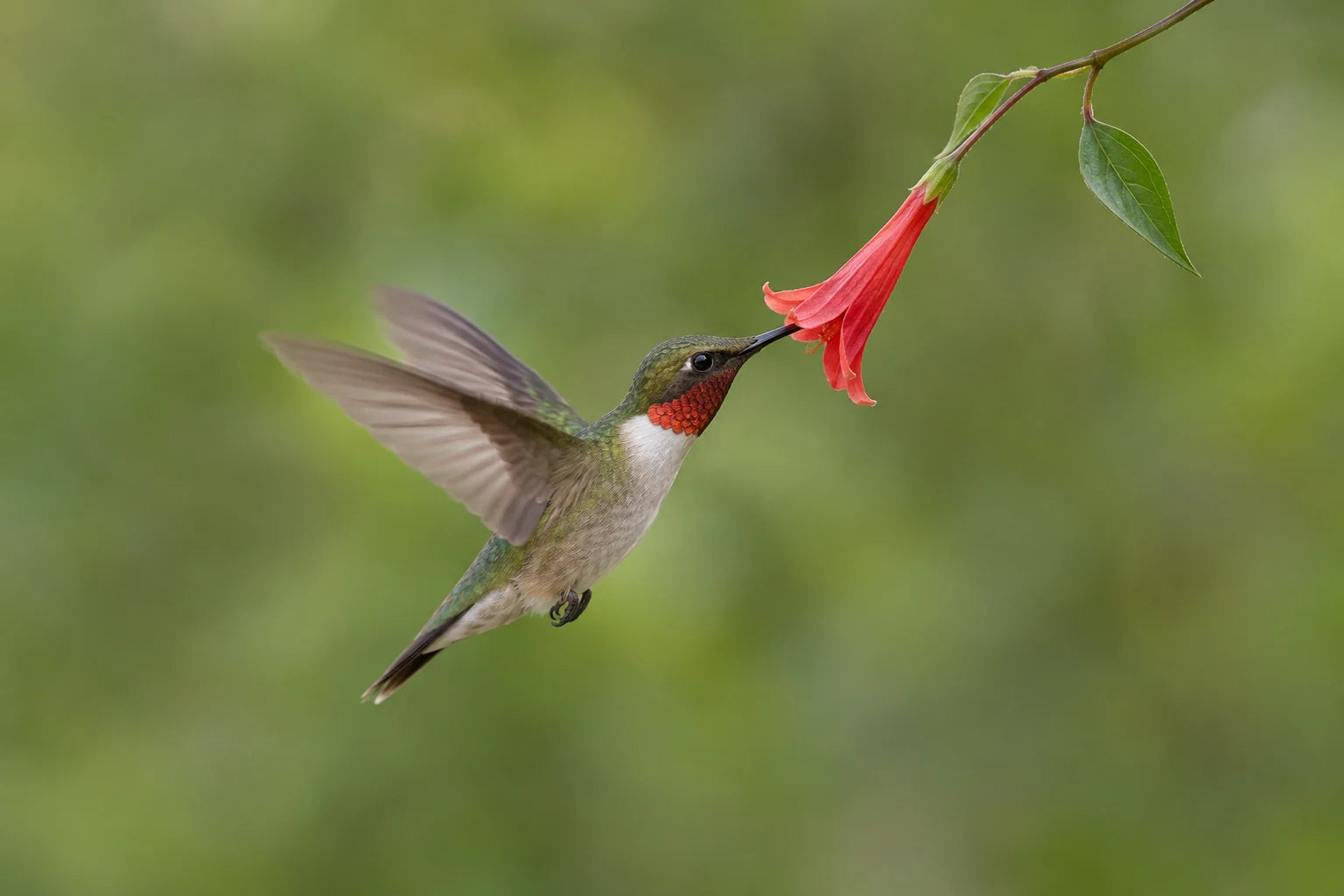 Motivvorschau „Kolibri an einer roten Blüte“ für Küchenrückwand