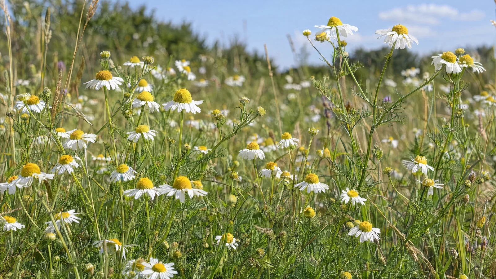 Motivvorschau „Kamille am lichten Wiesenrand“ für Küchenrückwand