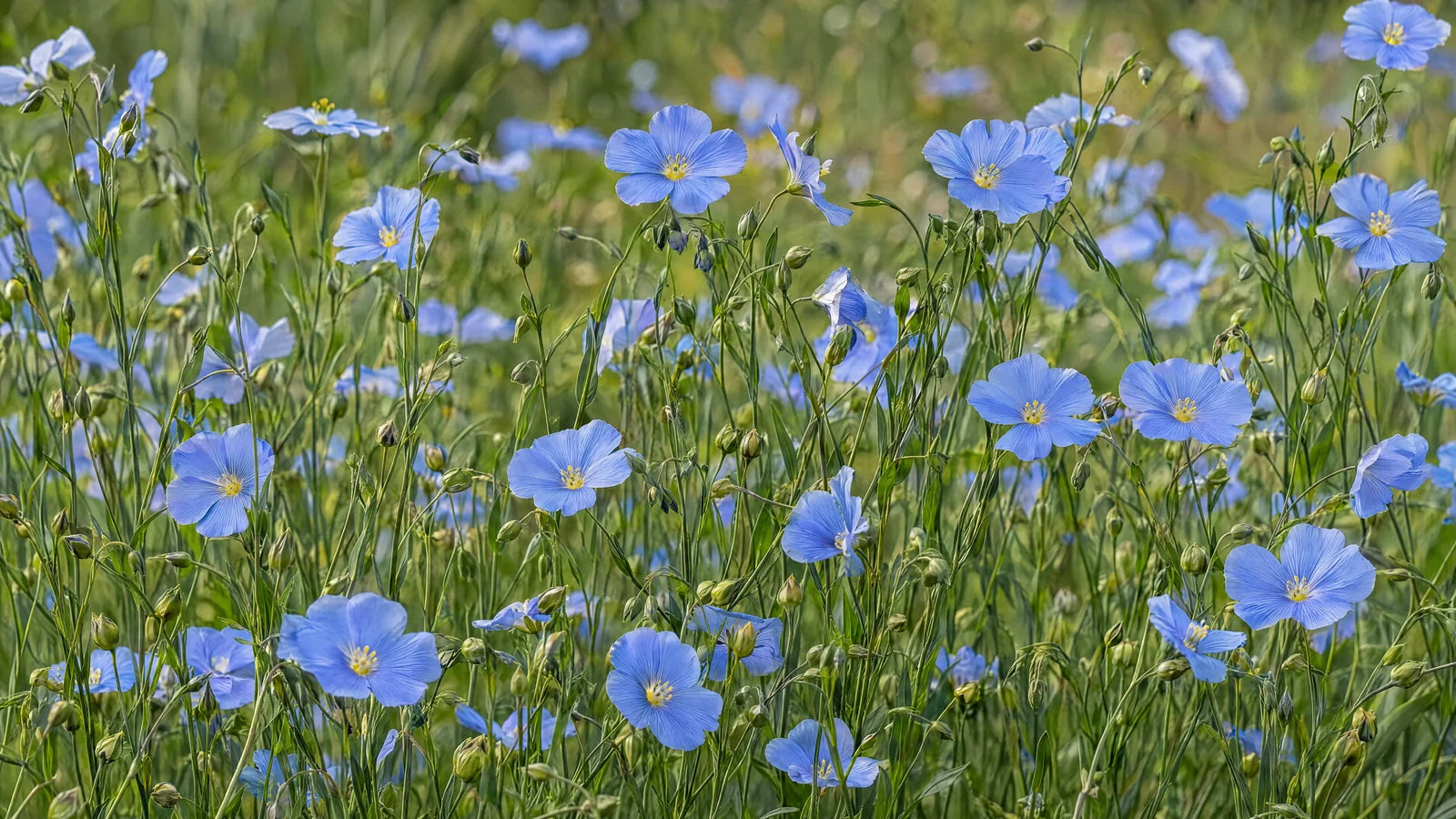 Motivvorschau „Blauer Lein zwischen feinen Halmen“ für Küchenrückwand