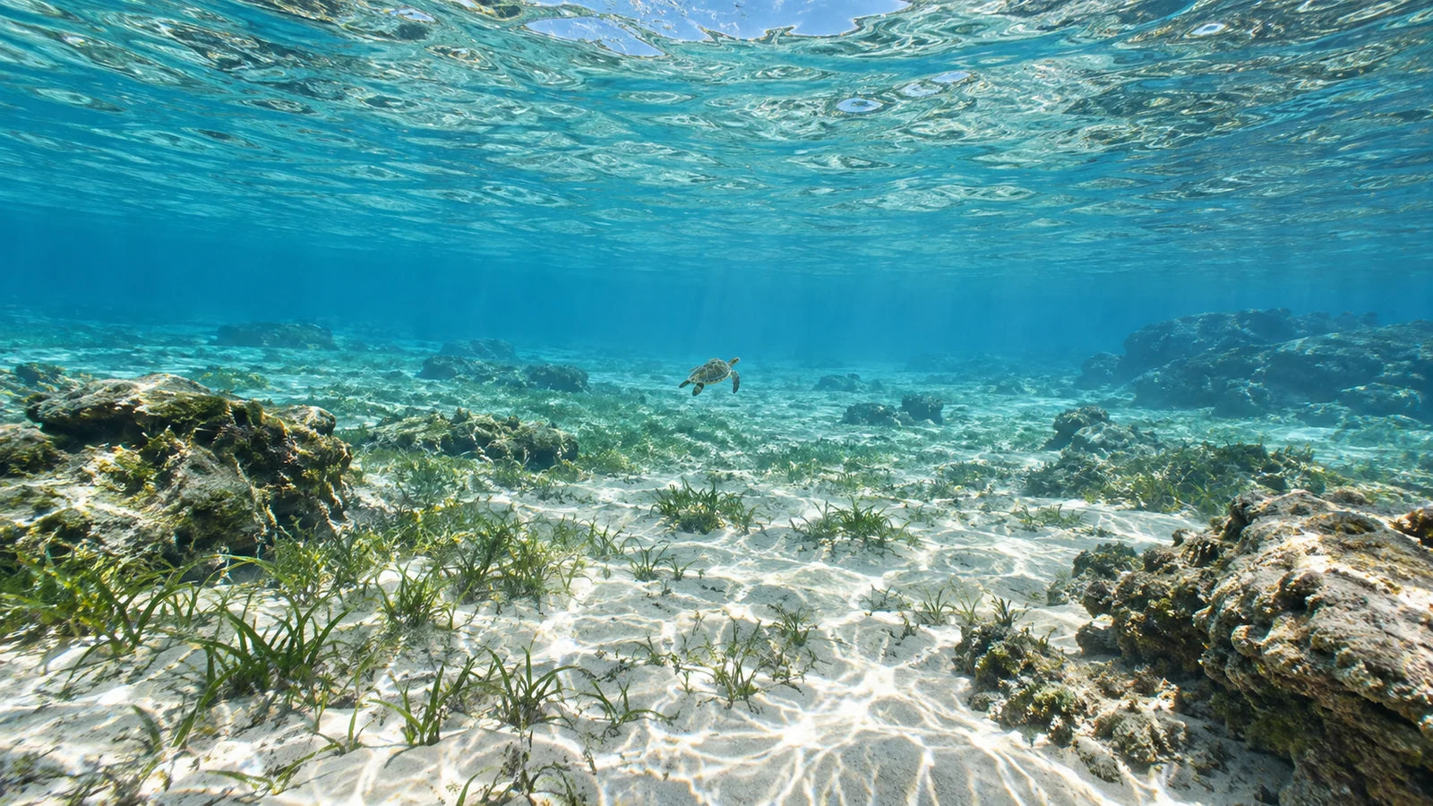 Motivvorschau „Schildkröte im klaren Flachwasser“ für Duschrückwand