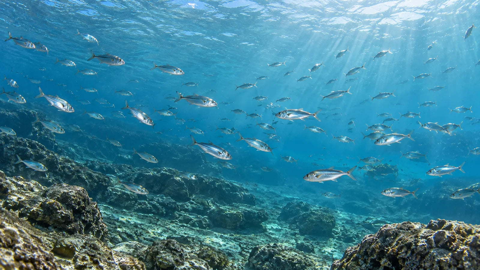 Motivvorschau „Silbriger Fischschwarm im blauen Wasser“ für Duschrückwand