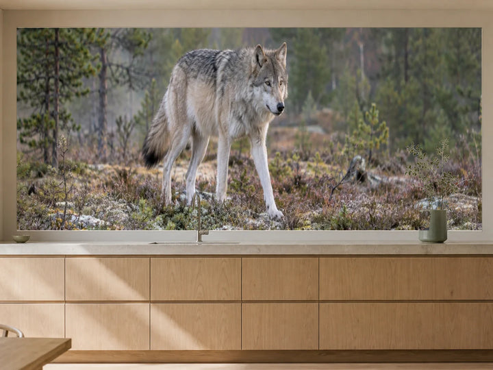 Küchenrückwand „Wolf am schwedischen Waldrand“ als installierte Rückwand in einer warmen Küche