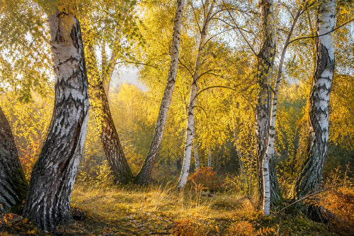 Motivvorschau „Birkenlicht im goldenen Herbst“ für Duschrückwand