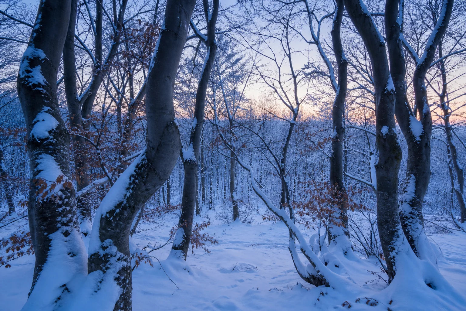 Motivvorschau „Schneebuchen im blauen Morgen“ für Duschrückwand