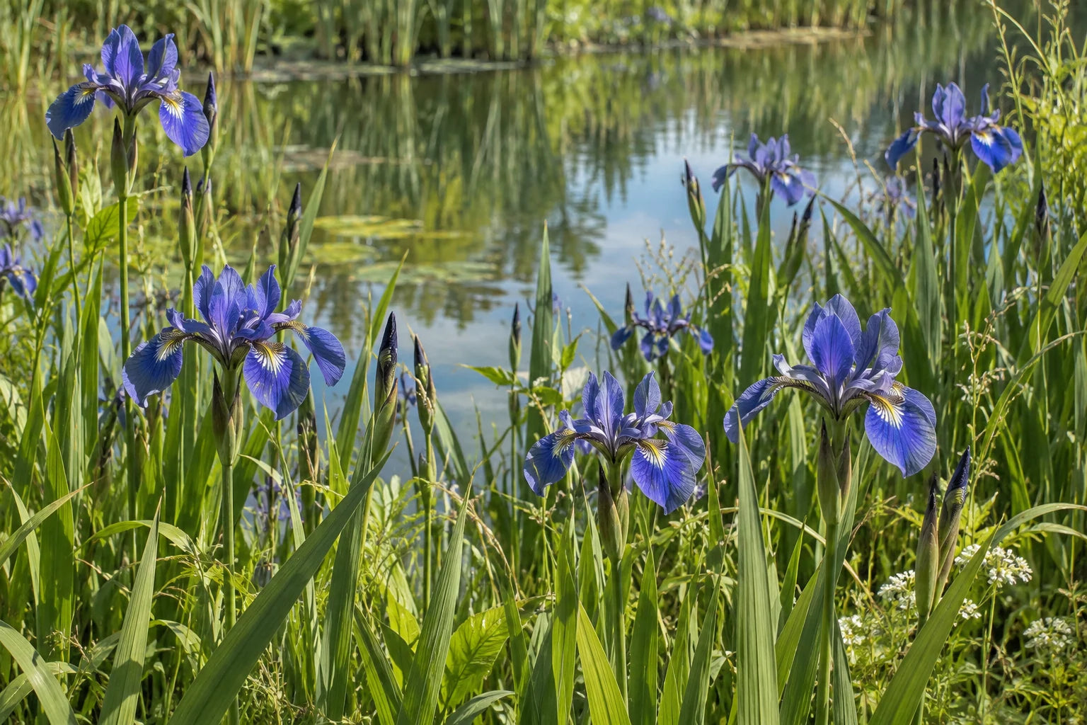 Motivvorschau „Irisblüten am stillen Teichufer“ für Duschrückwand