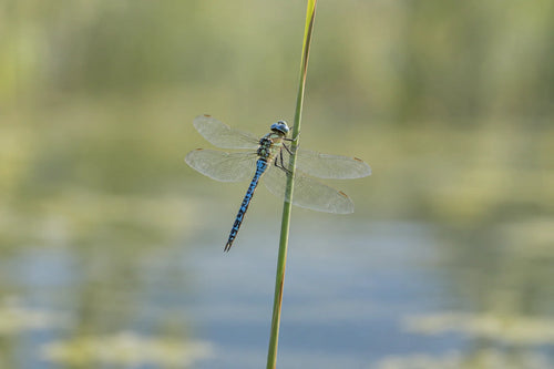 Motivvorschau „Blaue Libelle am Schilf“ für Duschrückwand