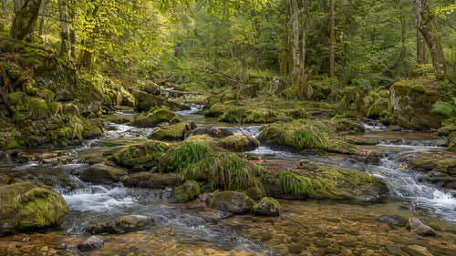 Motivvorschau „Bacharme im moosigen Mischwald“ für Duschrückwand