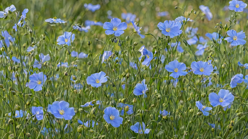 Motivvorschau „Blauer Lein zwischen feinen Halmen“ für Duschrückwand