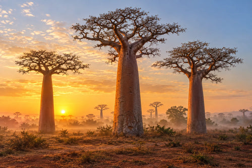 Motivvorschau „Baobabs im Morgennebel“ für Duschrückwand