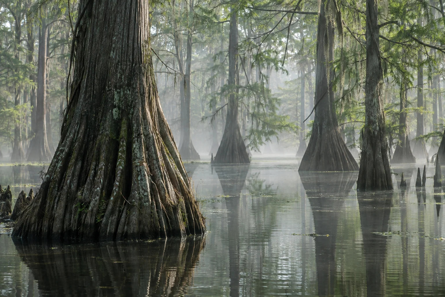 Motivvorschau „Sumpfwald unter silbernem Nebel“ für Duschrückwand