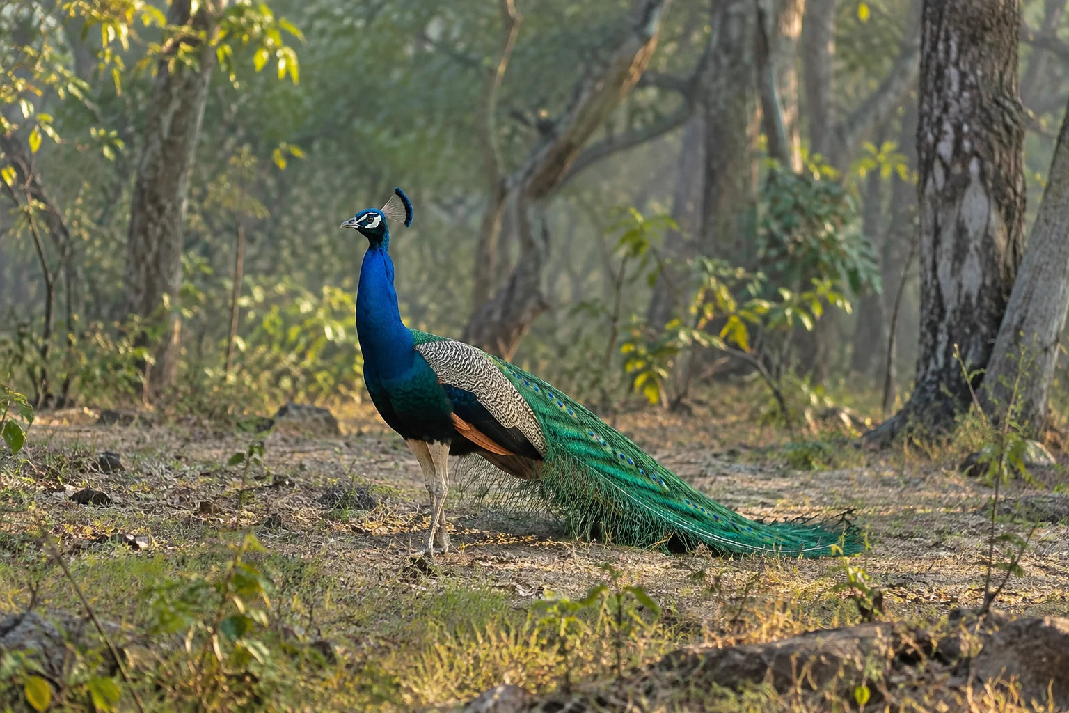 Motivvorschau „Pfau im indischen Morgenlicht“ für Duschrückwand