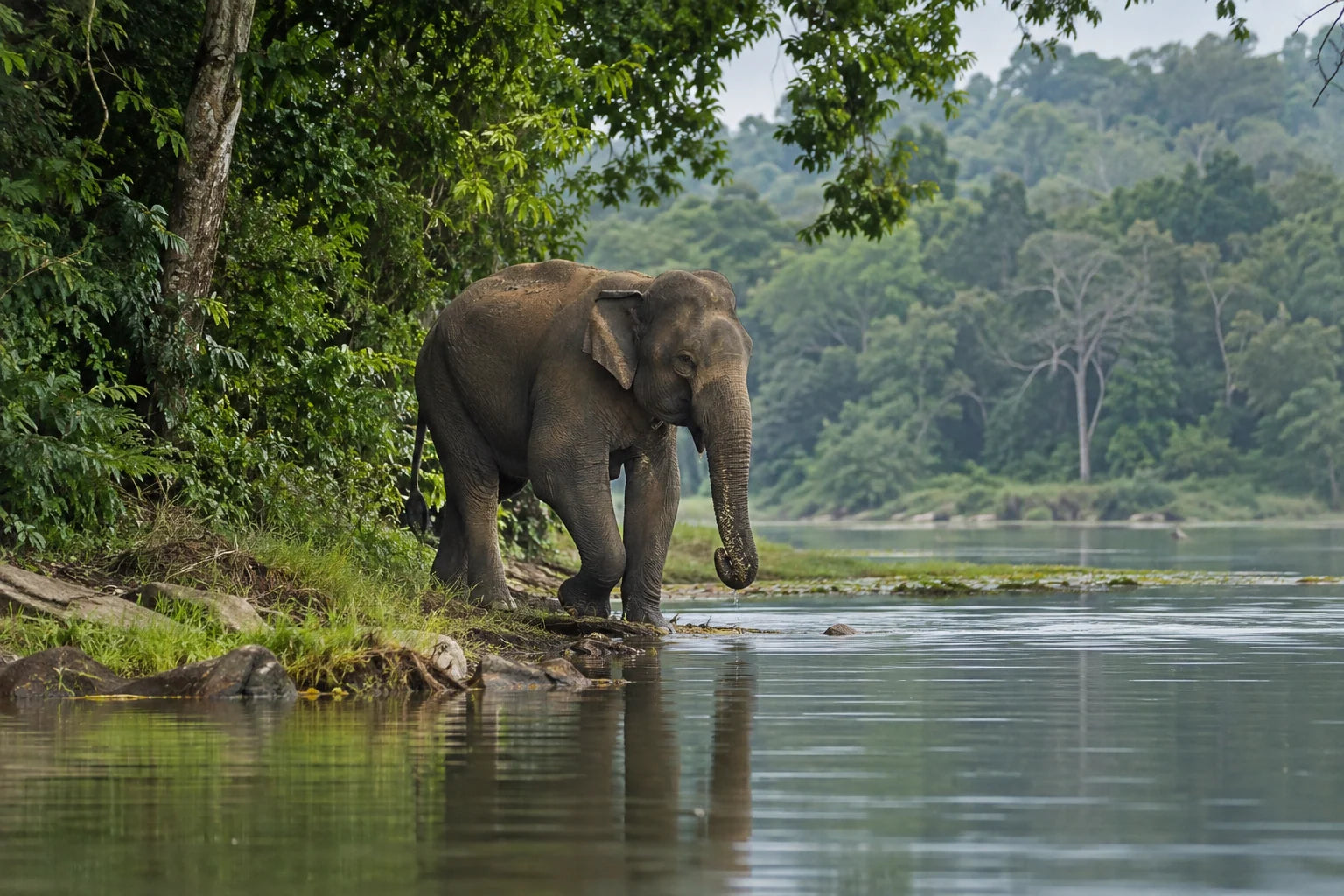 Motivvorschau „Asiatischer Elefant am Waldufer“ für Duschrückwand