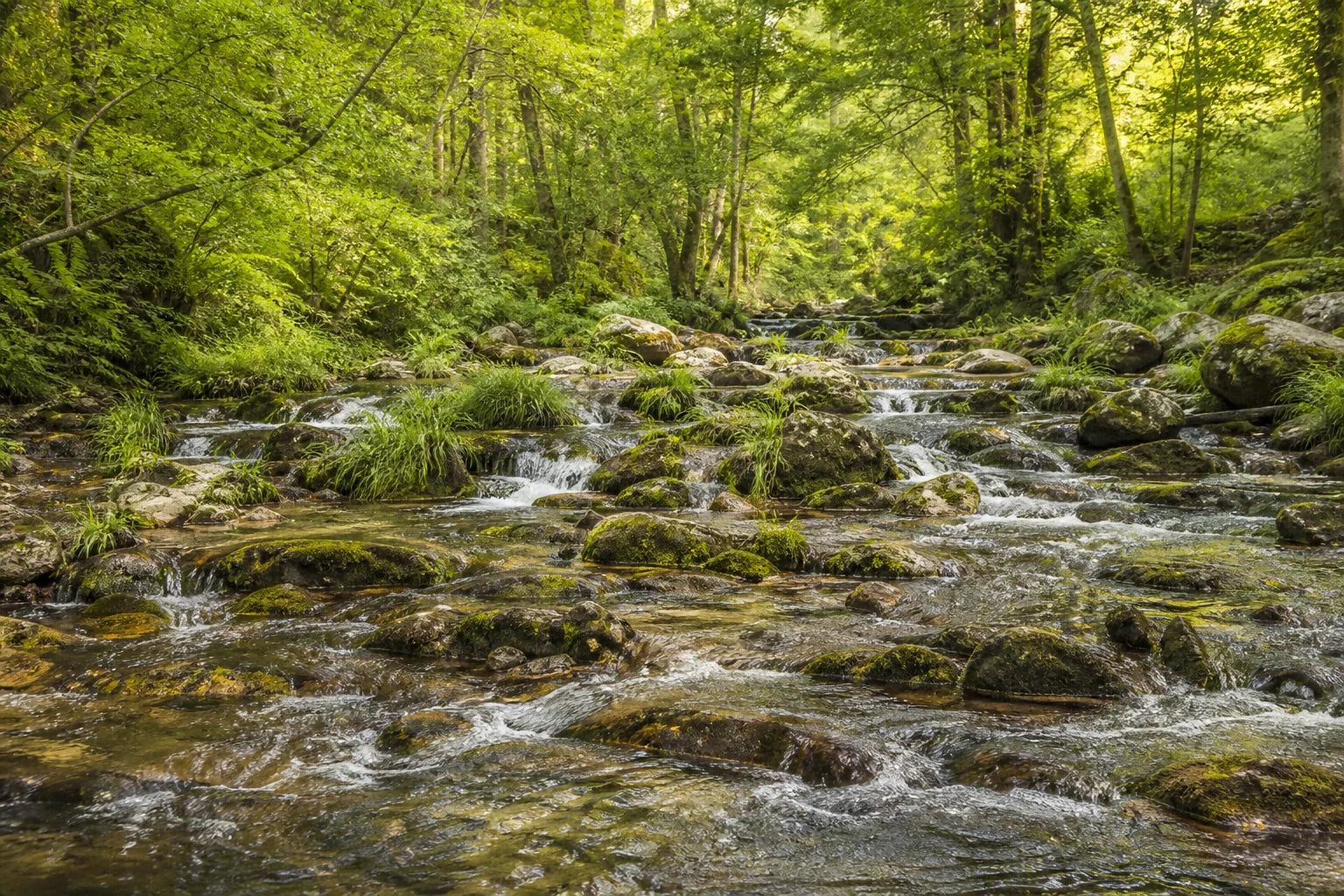 Motivvorschau „Mooskaskade im Waldlicht“ für Duschrückwand