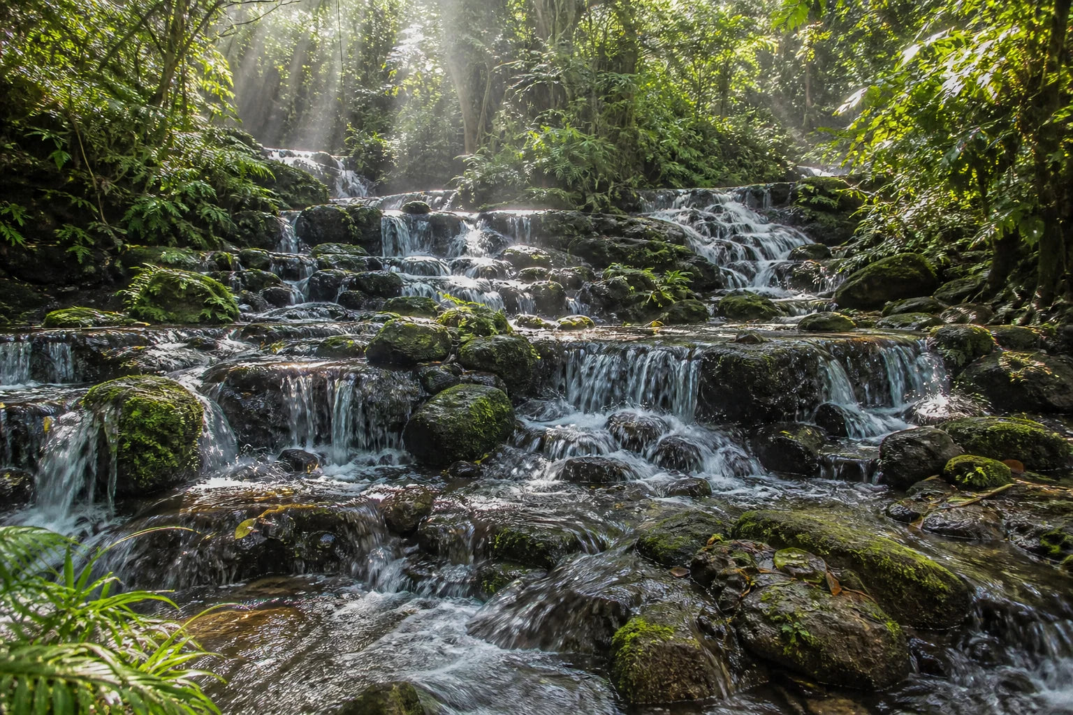 Motivvorschau „Sonnenkaskade im Regenwald“ für Duschrückwand