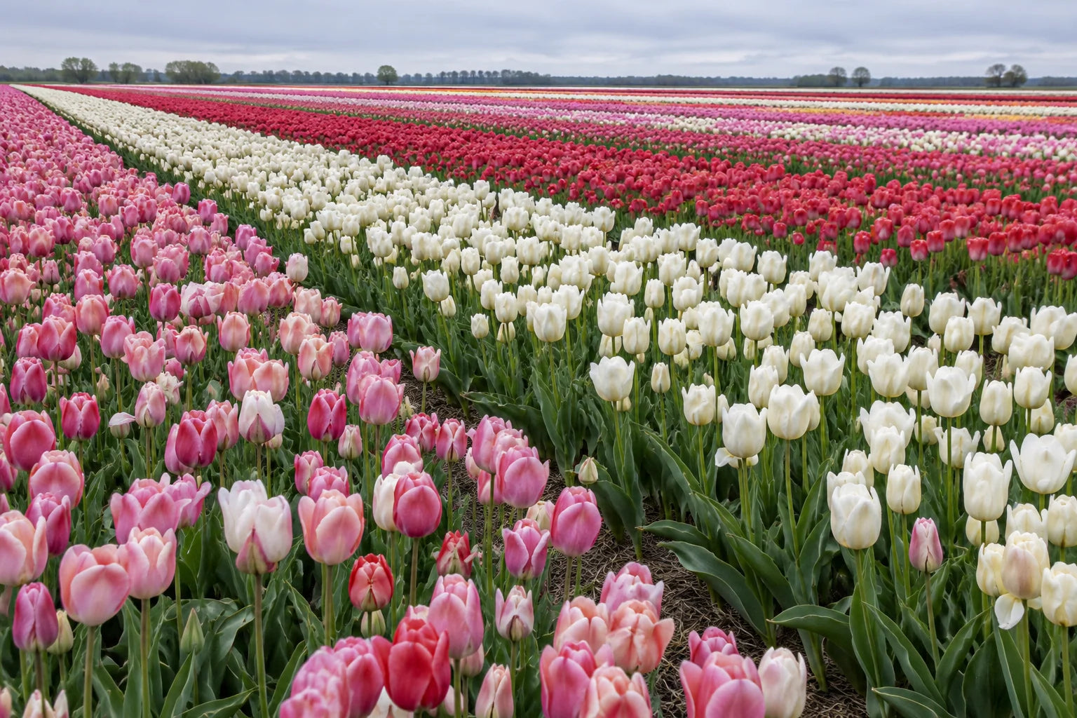 Motivvorschau „Tulpenfeld in sanften Farbbändern“ für Duschrückwand