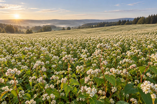 Motivvorschau „Buchweizenfeld mit weißen Blüten“ für Duschrückwand