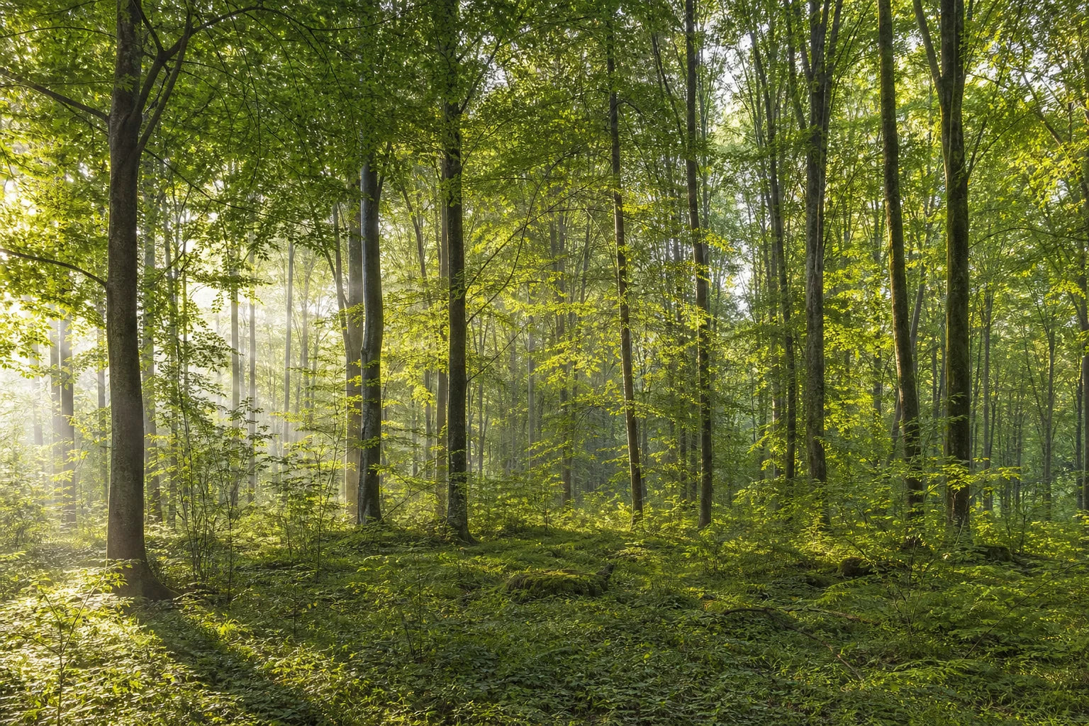Motivvorschau „Sonnenpulse im Grünen Wald“ für Küchenrückwand