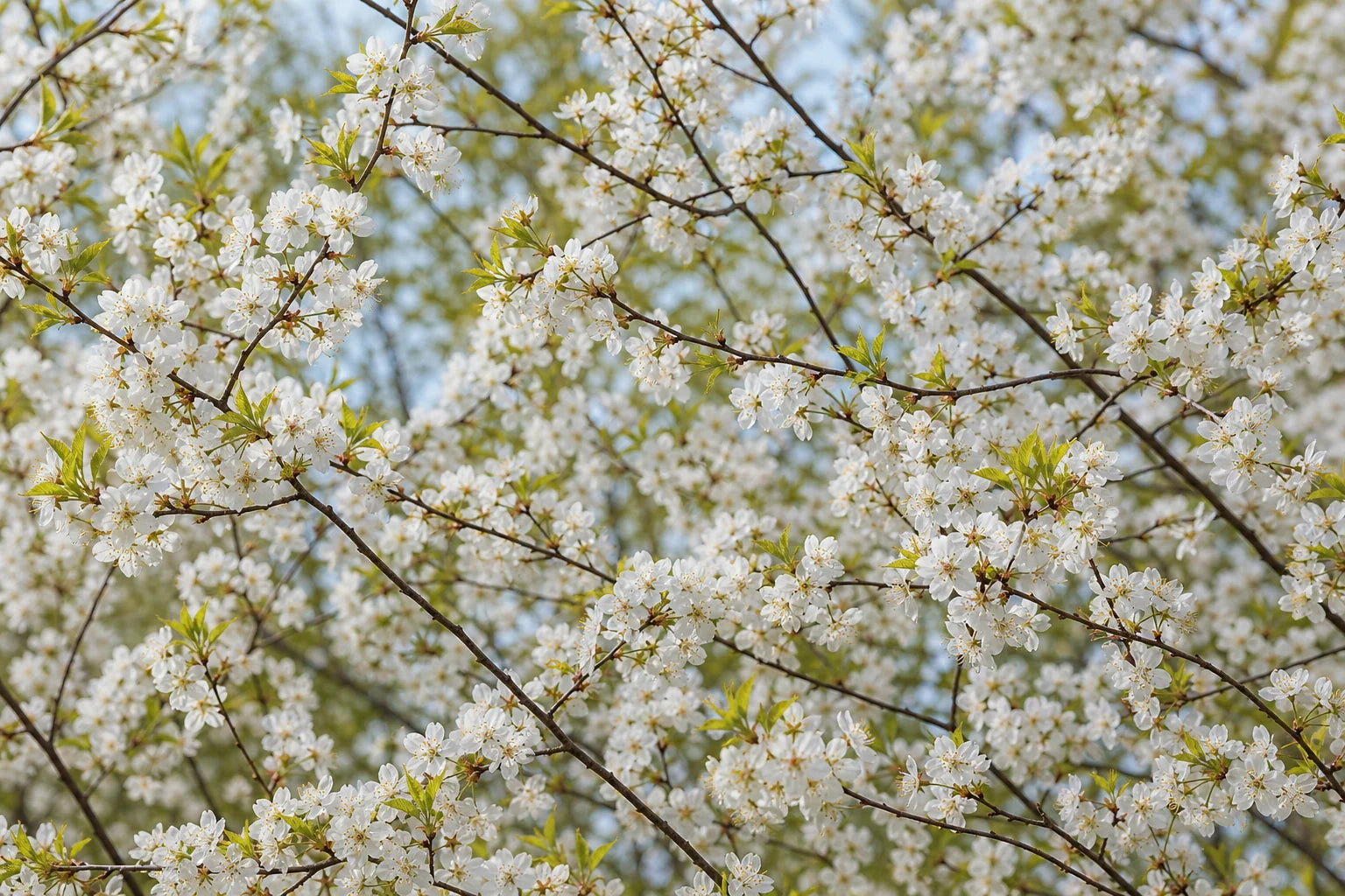 Motivvorschau „Kirschblüten im Frühlingshauch“ für Küchenrückwand